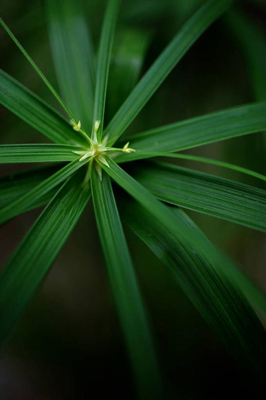无人,竖图,室外,特写,白天,叶子,东京,日本,首都,绿色,摄影,脆弱,清新,彩图,文京区