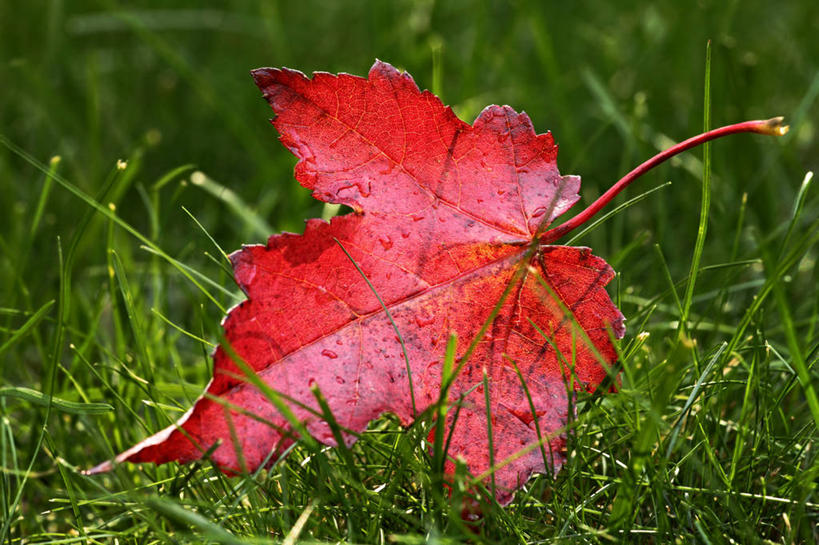 无人,横图,室外,特写,白天,美景,水,叶子,美国,湿,景观,草,自然,景色,摄影,生长,脆弱,自然风光,改变,红花槭,秋天,彩图