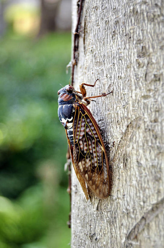 无人,竖图,室外,特写,白天,蝉,野生动物,日本,神奈川县,树干,摄影,彩图