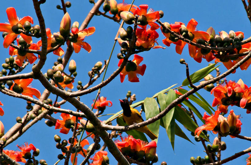 无人,坐,横图,室外,白天,仰视,孟加拉国,亚洲,鸟类,树,自然,摄影,生长,脆弱,清新,南亚,万里无云,孟加拉人民共和国,彩图,低角度拍摄,达卡区