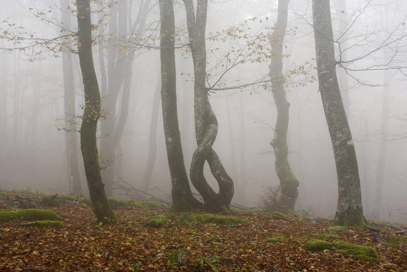 无人,横图,室外,白天,美景,森林,雾,叶子,西班牙,景观,树,自然,景色,摄影,生长,宁静,自然风光,改变,阿拉瓦省,秋天,彩图