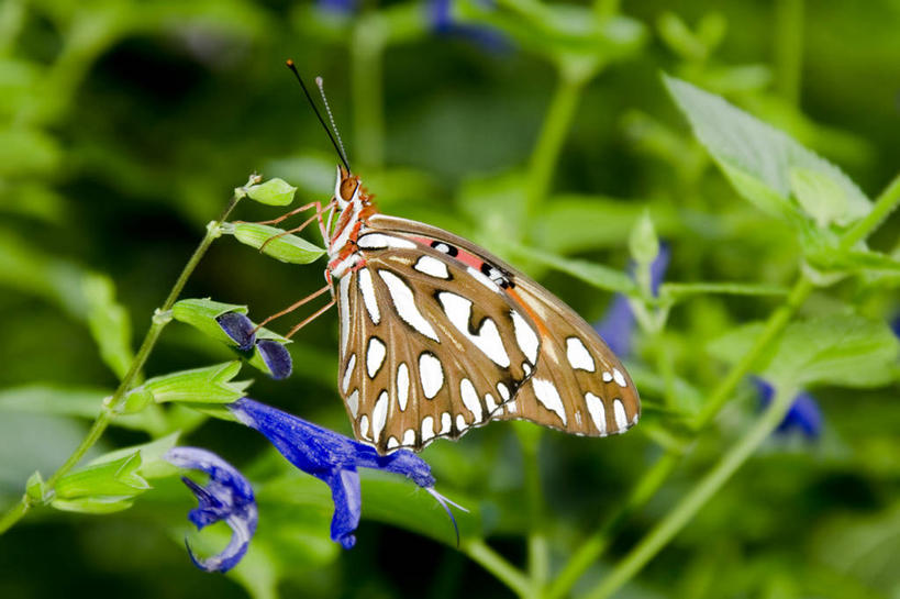 无人,横图,室外,特写,白天,侧面,野生动物,蝴蝶,叶子,美国,花,绿色,摄影,北美,北美洲,美洲,佛罗里达,佛罗里达州,佛州,阳光州,北亚美利加洲,亚美利加洲,塔拉哈西,彩图,美利坚合众国