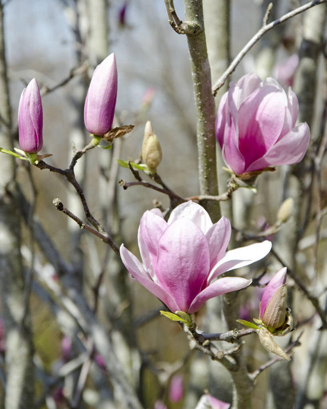 无人,竖图,室外,白天,美景,玉兰花,美国,日本文化,景观,枝,花蕾,花,粉色,自然,景色,摄影,北美,北美洲,脆弱,清新,自然风光,美洲,佛罗里达,辛夷,佛罗里达州,佛州,阳光州,北亚美利加洲,亚美利加洲,木兰花,塔拉哈西,郁金香树,玉兰,应春花,木兰,白玉兰,玉树,彩图,美利坚合众国,望春,玉堂春
