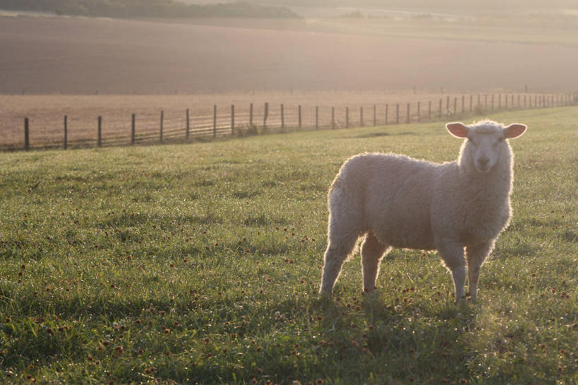 无人,横图,室外,白天,日光,英国,篱笆,田地,草,自然,动物,家畜,摄影,牲畜,多塞特郡,绵羊,彩图