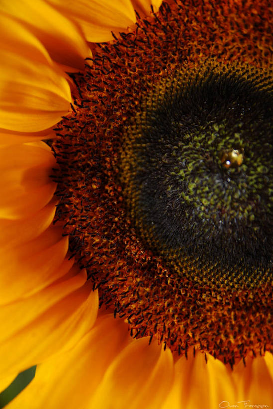 无人,竖图,室外,特写,白天,向日葵,爱尔兰,盛开,花蕾,花,花瓣,花朵,鲜花,一朵,花苞,花蕊,摄影,脆弱,清新,花粉,彩图