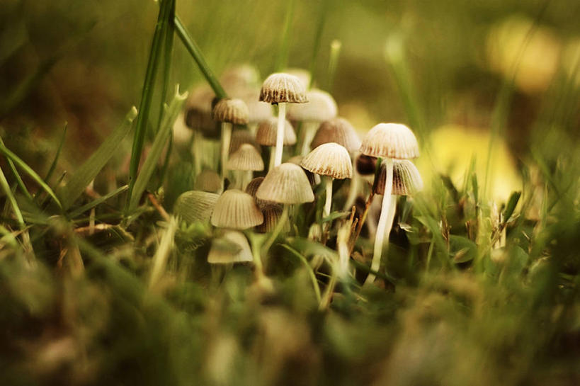 无人,横图,室外,美景,意大利,许多,小的,景观,蘑菇,很多,绿色,自然,景色,摄影,生长,脆弱,真菌,自然风光,卢卡,彩图