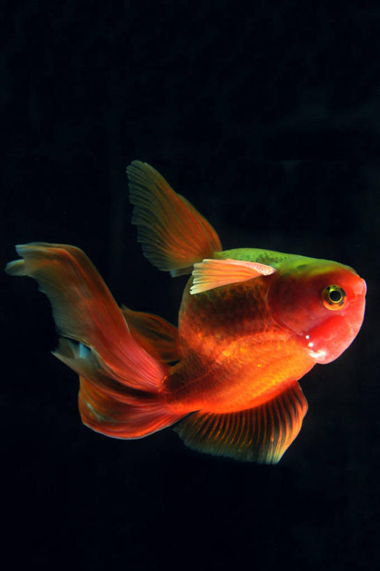 游泳,无人,竖图,特写,水下,法国,黑色背景,鱼类,摄影,鳍,鲑,彩图,影棚拍摄