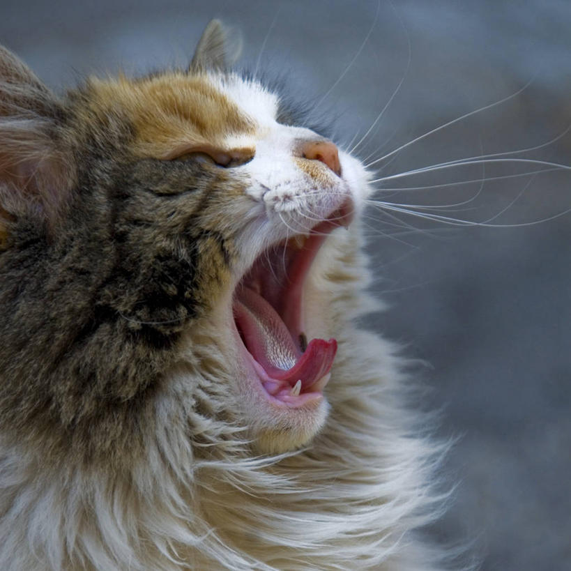 无人,方图,室外,特写,白天,侧面,哺乳动物,宠物,猫,野生动物,意大利,首都,动物,打哈欠,张嘴,家畜,摄影,张大嘴巴,张开嘴,彩图