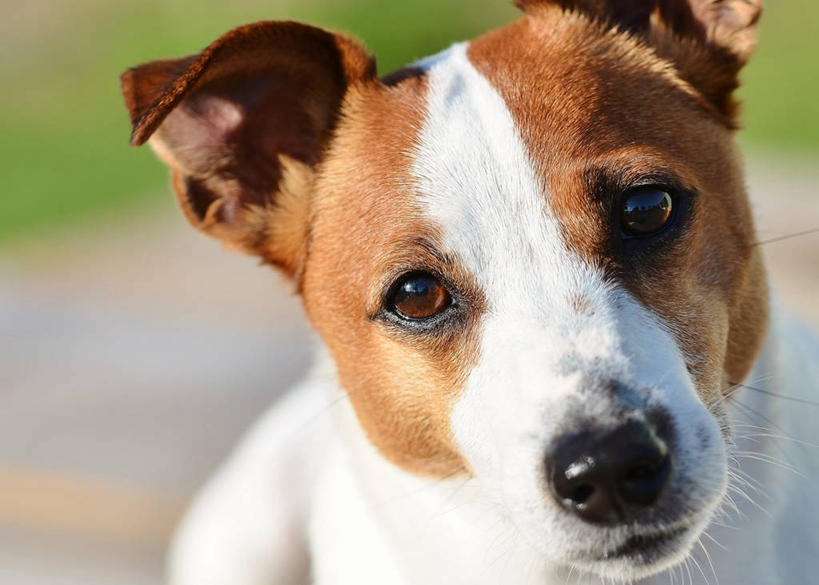 无人,横图,室外,特写,白天,宠物,狗,美国,杰克罗素梗,动物,家畜,可爱,摄影,部分,北美,北美洲,决心,肖像,美洲,佛罗里达,忠诚,佛罗里达州,佛州,阳光州,北亚美利加洲,亚美利加洲,帕尔森罗塞尔梗,杰克拉西尔梗,杰克.拉瑟梗,犬,彩图,美利坚合众国