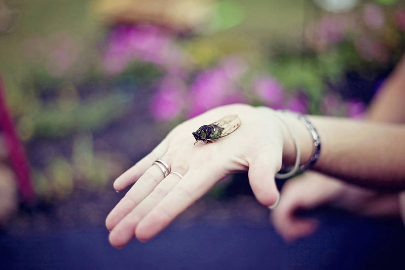 成年人,手,一个人,横图,室外,白天,蝉,野生动物,美国,仅一个女性,昆虫,拿着,摄影,手镯,部分,宾夕法尼亚,彩图