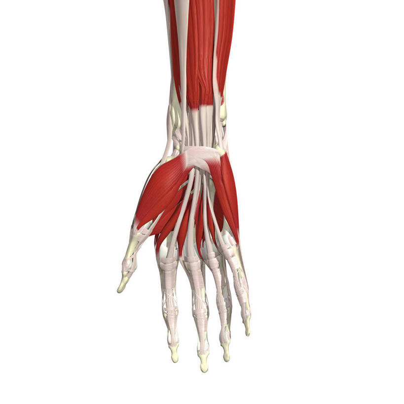 手,手掌,手腕,肌肉,关节,健壮,无人,方图,插画,白色背景,数码,科技,阴影,网络,高光,几何,计算机图形,合成,图画,画,健康,活力,力量,青春,电脑合成图,数码合成图,强壮,合成图,漫画,写实,具体,具象,拇指外展肌,人体结构,彩图