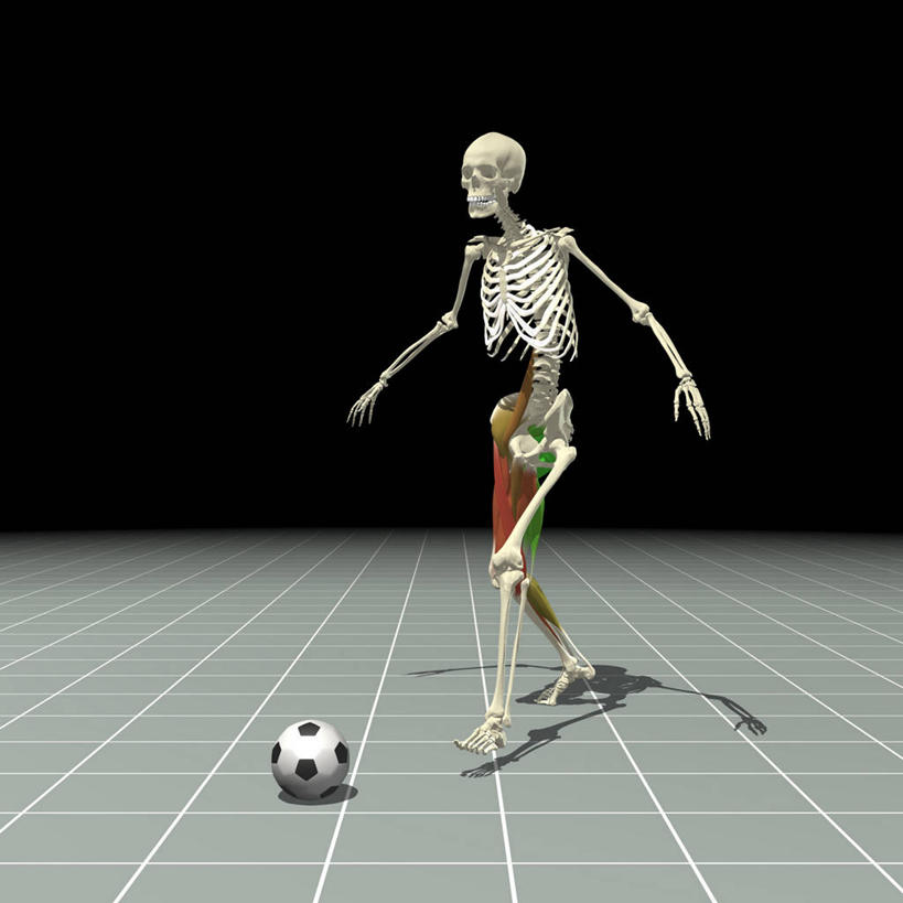 骨骼,肌肉,健壮,无人,方图,插画,锻炼,数码,科技,足球,踢,阴影,网络,骨头,高光,几何,计算机图形,合成,图画,画,健康,活力,力量,活动,青春,电脑合成图,数码合成图,骨架,强壮,合成图,漫画,写实,具体,具象,四头肌,人体结构,足球运动,彩图