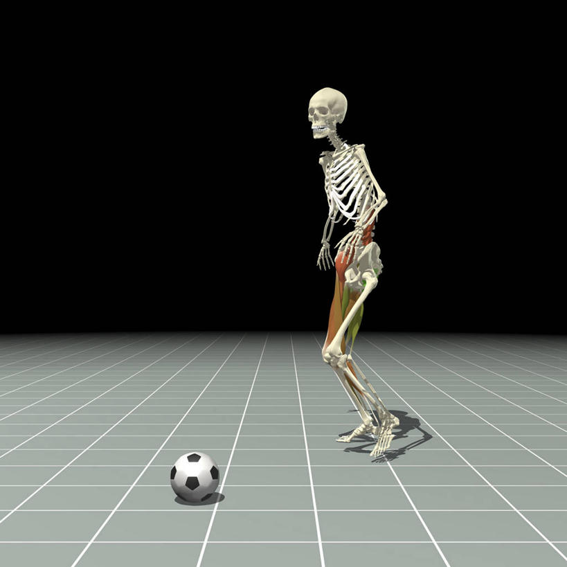 骨骼,肌肉,健壮,无人,方图,插画,锻炼,数码,科技,足球,踢,阴影,网络,骨头,高光,几何,计算机图形,合成,图画,画,健康,活力,力量,活动,青春,电脑合成图,数码合成图,骨架,强壮,合成图,漫画,写实,具体,具象,四头肌,人体结构,足球运动,彩图