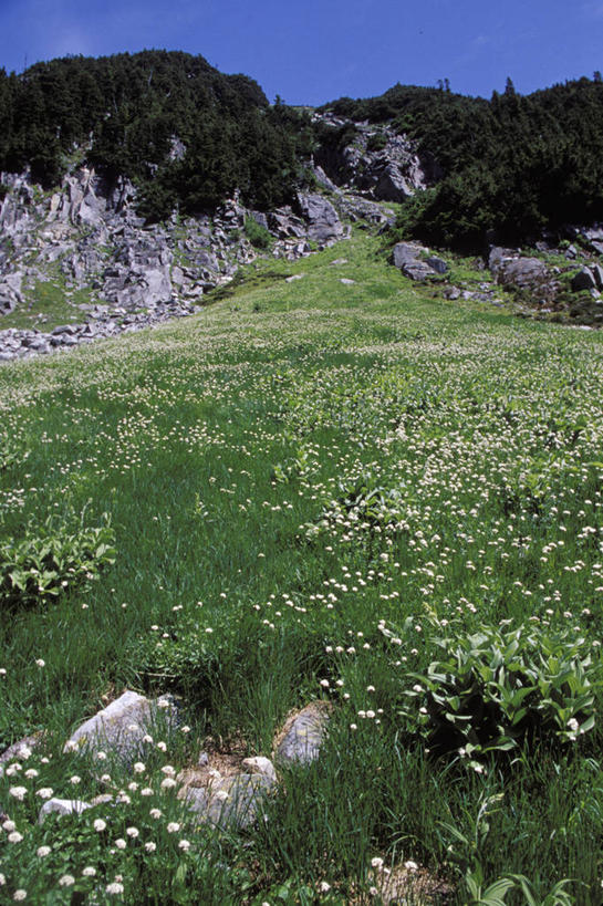 无人,竖图,室外,白天,旅游,度假,草地,美景,山,山脉,阿尔卑斯山,华盛顿,美国,一排,整齐,景观,山峰,山峦,娱乐,草,花,排列,风景,自然,群山,享受,休闲,景色,放松,摄影,宁静,北美,北美洲,国家公园,队列,自然风光,美洲,华盛顿州,万里无云,常绿之州,常青州,北亚美利加洲,亚美利加洲,喀斯喀特山脉,北喀斯喀特山国家公园,北卡斯卡德山国家公园,北喀斯开国家公园,北瀑布国家公园,岩石,彩图,美利坚合众国