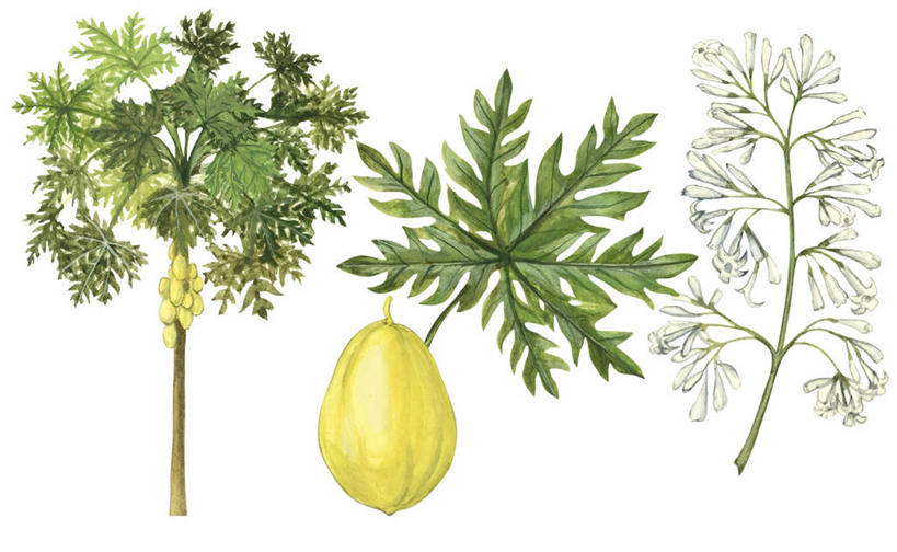 无人,横图,插画,特写,白色背景,数码,科技,木瓜,叶子,阴影,网络,枝,高光,几何,计算机图形,合成,图画,画,树,黄色,绿色,热带水果,部分,电脑合成图,数码合成图,合成图,漫画,写实,具体,具象,彩图,木瓜树