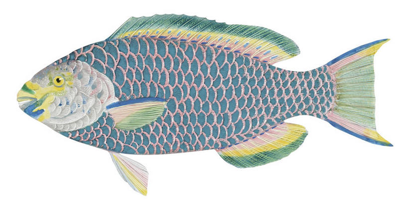 无人,横图,插画,白色背景,数码,科技,野生动物,阴影,网络,高光,几何,计算机图形,合成,图画,鱼类,画,自然,电脑合成图,数码合成图,合成图,漫画,写实,具体,具象,鹦嘴鱼,彩图,动物学