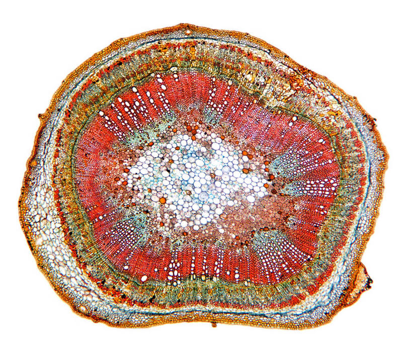 无人,横图,俯视,室内,特写,白天,农作物,仪器,检查,柔软,反射,分析,科学,显微镜,棉花,纺织,红色,蓝色,绿色,观察,健康,温暖,清晰,探索,放大,观看,仔细,纤维,透镜,凸透镜,聚焦,关注,横截面,剖面,光学,清楚,柔和,暖和,显微图片,截面,截面图形,彩图,高角度拍摄