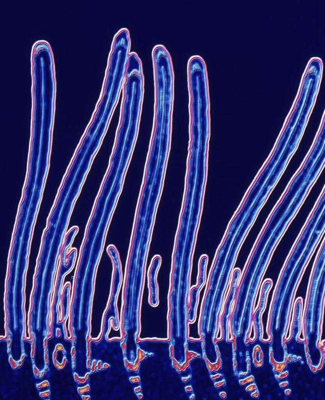 无人,竖图,插画,室内,白天,正面,数码,科技,微生物,阴影,科学,网络,血球,医学,细胞,高光,几何,计算机图形,合成,图画,画,蓝色,电脑合成图,数码合成图,生物学,血细胞,合成图,漫画,写实,具体,具象,彩图