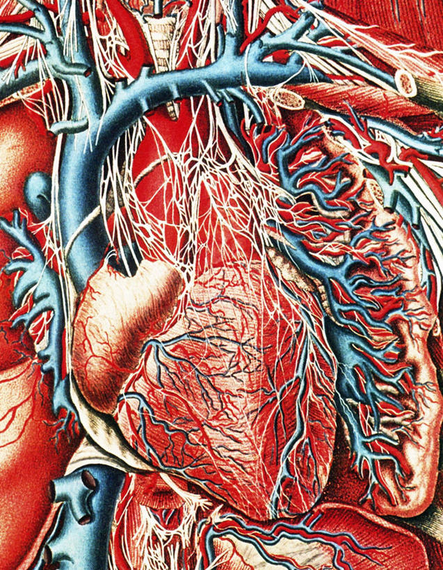 内脏,心脏,脑,脊髓,动脉,静脉,脊椎,血管,无人,竖图,插画,室内,白天,正面,数码,科技,阴影,科学,网络,医学,高光,几何,计算机图形,合成,图画,画,红色,蓝色,人体,电脑合成图,数码合成图,生物学,心血管系统,人体器官,器官,合成图,封闭,漫画,心血管,心房,心室,写实,具体,具象,脊神经,脑神经,血液循环,中枢神经系统,周围神经系统,自然科学,博物学,生物科学,脊柱,心,彩图,调节系统,植物性神经,周围神经,管道系统,神经系统,中枢神经