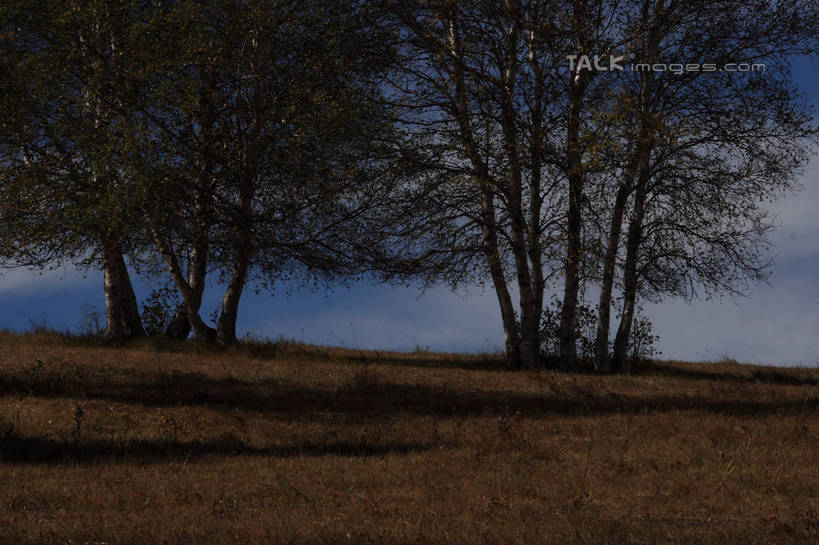 无人,横图,室外,白天,正面,旅游,度假,草原,美景,树林,植物,坝上,中国,亚洲,阴影,枯萎,光线,影子,景观,旷野,云,云朵,枯草,枝条,云彩,娱乐,草,树,树木,树枝,黄色,蓝色,绿色,白云,蓝天,天空,阳光,自然,天,享受,休闲,景色,放松,生长,晴朗,成长,自然风光,原野,东亚,中华人民共和国,华北地区,河北,河北省,冀,承德,承德市,虬枝,枝杈,晴空,彩图,丰宁满族自治县,京北第一草原,bjzqp1