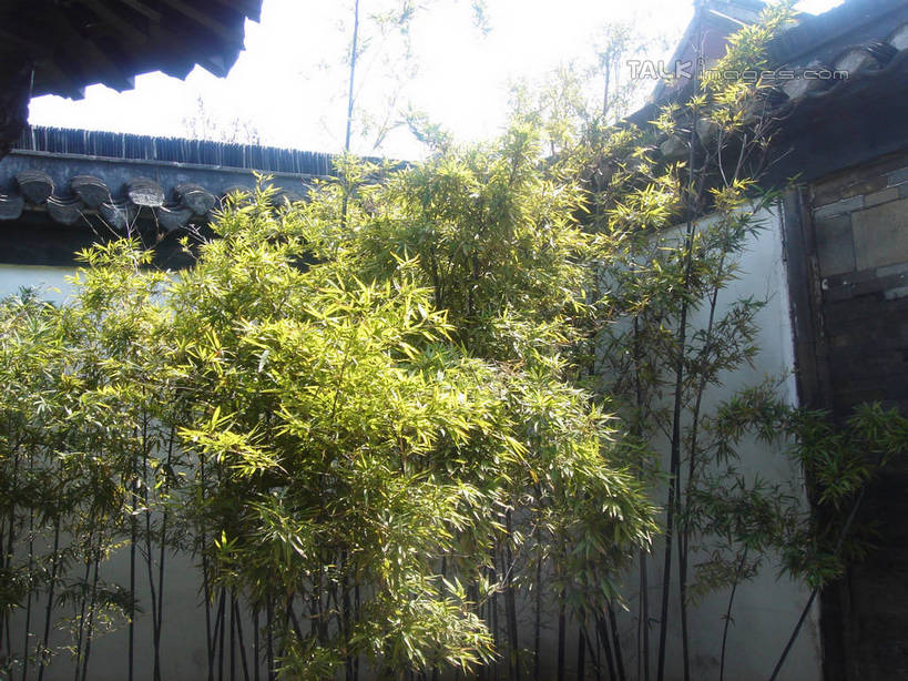 无人,横图,室外,白天,仰视,旅游,度假,纯洁,名胜古迹,植物,标志建筑,地标,建筑,竹子,照明,阴影,遗迹,光线,灯笼,瓦片,影子,纸灯笼,墙,屋顶,屋檐,围墙,枝条,顶棚,古迹,文物,娱乐,建设,古建筑,檐,墙壁,墙面,树,树干,树木,树枝,蓝色,绿色,蓝天,天空,阳光,自然,灯具,天,享受,休闲,旅游胜地,放松,生长,晴朗,成长,照亮,高雅,照明设备,古文明,万里无云,奉献,质朴,正直,担当,虬枝,枝杈,晴空,晴空万里,竹,彩图,低角度拍摄,奋进,操守,四君子,岁寒三友,性坚,虚怀,虚心,善群,卓尔,hascy1