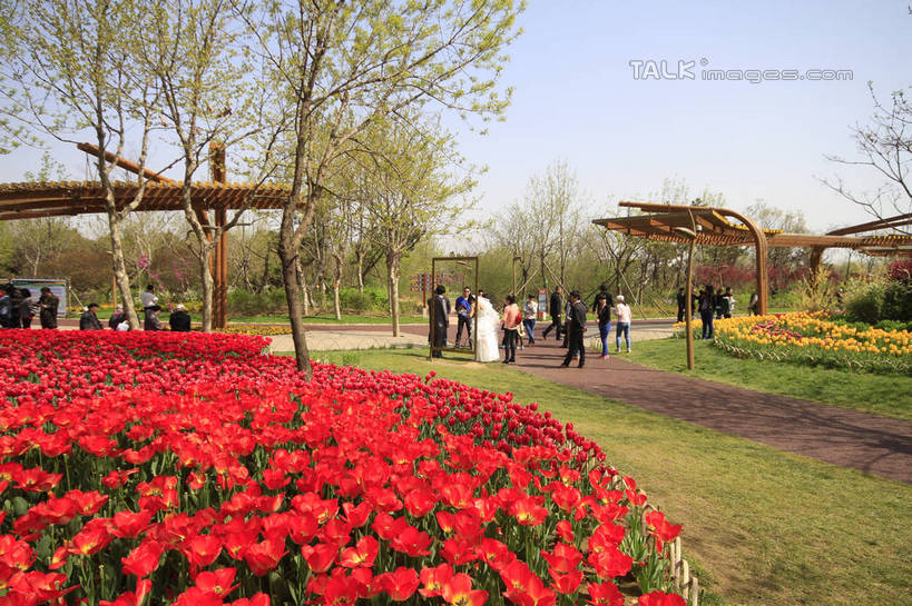 东方人,新娘,新郎,植物园,站,走,横图,室外,白天,正面,婚纱,爱情,旅游,度假,草地,草坪,花海,花圃,美景,植物,道路,路,郁金香,叶子,中国,亚洲,许多,阴影,节日,庆祝,盛开,光线,木制,木架,影子,景观,小路,绿叶,交通,许多人,祝福,花蕾,黄种人,文化,娱乐,山东,架子,草,花,花瓣,花朵,花卉,鲜花,树,拍照,黄色,红色,蓝色,绿色,蓝天,天空,阳光,自然,木制品,花丛,花田,天,花苞,花蕊,站着,一群人,庆典,享受,休闲,嫩叶,景色,放松,摄影,生长,晴朗,成长,纪念,表白,自然风光,荣誉,东亚,山东省,日照,万里无云,中华人民共和国,华东地区,永恒,鲁,日照市,园林文化节,文化节,男人,男性,年轻男性,年轻女性,女人,女性,亚洲人,叶,叶片,晴空,晴空万里,郁香,洋荷花,草麝香,步行,散步,站立,走路,彩图,全身,婚礼服,礼服,照相,rzwdb1
