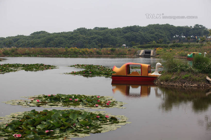 无人,横图,室外,白天,正面,旅游,度假,纯洁,草地,草坪,河流,美景,树林,水,植物,船,莲花,中国,亚洲,一艘,许多,停靠,阴影,盛开,光线,影子,河水,景观,水流,花蕾,娱乐,山东,草,花,花瓣,花朵,鲜花,树,树木,黄色,红色,绿色,倒影,天空,阳光,自然,交通工具,天,花苞,花蕊,享受,休闲,景色,放松,生长,成长,倒映,舟,富贵,神圣,停泊,自然风光,载具,东亚,纯净,山东省,日照,中华人民共和国,华东地区,鲁,六月花神,正直,日照市,反照,花仙子风景区,荷花,六月春,藕花,水芙蓉,彩图,rzwdb1