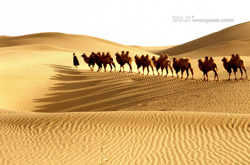 东方人,一个人,站,横图,室外,白天,侧面,旅游,度假,美景,沙漠,野生动物,中国,亚洲,仅一个男性,仅一个人,仅一个中年男性,一群,许多,阴影,服装,光线,影子,景观,云,云朵,很多,云彩,休闲装,黄种人,娱乐,骆驼,衣服,蓝色,白云,蓝天,天空,阳光,自然,动物,天,站着,享受,休闲,休闲服,景色,放松,运输,服饰,晴朗,自然风光,东亚,新疆,民丰,民丰县,沙漠之舟,中华人民共和国,新疆维吾尔自治区,西北地区,双峰骆驼,男人,男性,中年男性,亚洲人,大漠,砂漠,晴空,站立,彩图,全身,和田地区,新,shcm1