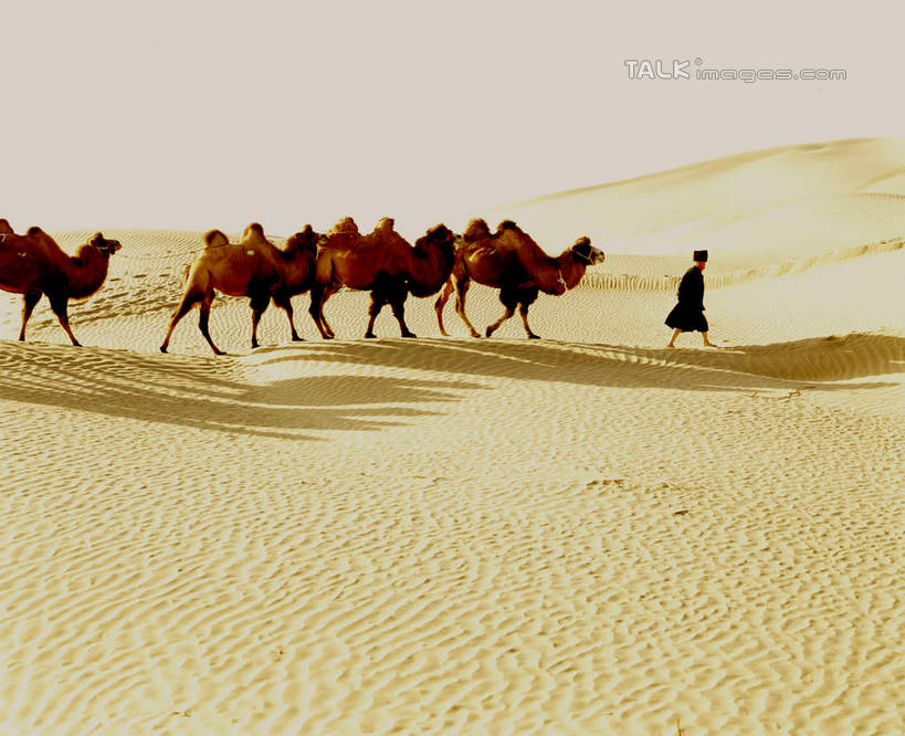 东方人,一个人,站,横图,室外,白天,侧面,旅游,度假,美景,沙漠,野生动物,中国,亚洲,仅一个男性,仅一个人,仅一个中年男性,一群,许多,阴影,服装,光线,影子,景观,很多,休闲装,黄种人,娱乐,骆驼,衣服,阳光,自然,动物,站着,享受,休闲,休闲服,景色,放松,运输,服饰,自然风光,东亚,新疆,民丰,民丰县,沙漠之舟,中华人民共和国,新疆维吾尔自治区,西北地区,双峰骆驼,男人,男性,中年男性,亚洲人,大漠,砂漠,站立,彩图,全身,和田地区,新,shcm1