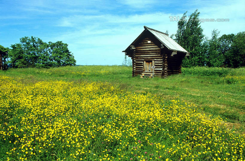 无人,家,木屋,横图,室外,白天,正面,旅游,度假,花海,花圃,美景,植物,叶子,欧洲,俄罗斯,亚洲,阴影,盛开,光线,影子,景观,云,云朵,首都,花蕾,云彩,娱乐,住宅,花,花瓣,花朵,花卉,鲜花,蓝色,绿色,白云,蓝天,天空,阳光,自然,花丛,花束,花田,天,花苞,花蕊,享受,休闲,景色,放松,晴朗,自然风光,莫斯科,俄联邦,俄罗斯联邦,莫斯科州,五海之港,晴空,彩图,茅舍,茅屋,棚屋,小木屋,小屋,shgzq1