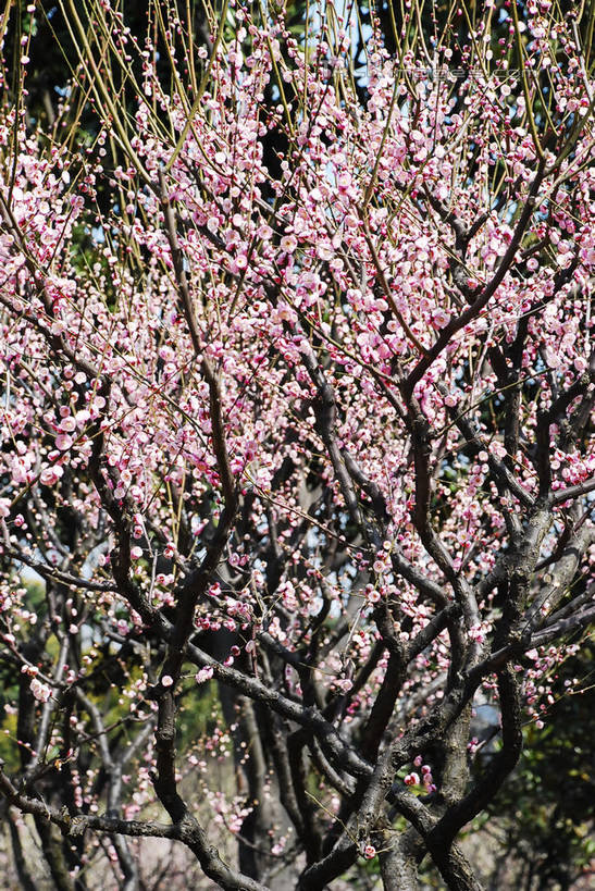 无人,竖图,室外,特写,白天,正面,美景,植物,阴影,朦胧,模糊,盛开,光线,影子,景观,梅花,枝条,花蕾,花,花瓣,花朵,鲜花,树,树木,树枝,粉色,蓝色,绿色,蓝天,天空,阳光,自然,天,花苞,花蕊,景色,生长,晴朗,成长,高雅,坚强,自然风光,万里无云,虬枝,枝杈,春梅,梅,晴空,晴空万里,红梅,彩图,shqxy1