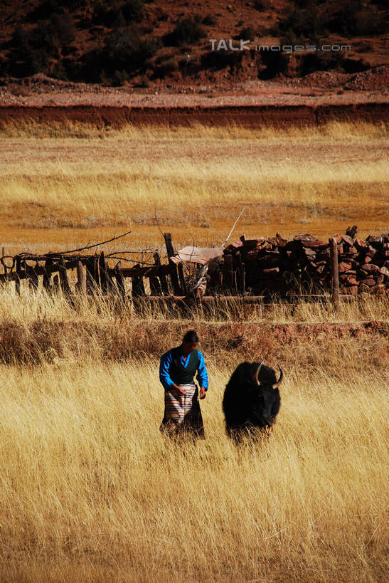 东方人,一个人,农民,农田,栏杆,站,竖图,室外,白天,正面,民族服装,旅游,度假,庄稼,农作物,草地,草原,草坪,美景,植物,牛,中国,亚洲,仅一个男性,仅一个人,阴影,服装,枯萎,光线,影子,栅栏,荒野,景观,旷野,篱笆,热带,围栏,注视,黄种人,娱乐,护栏,芒康,西藏,草,仅一个年轻男性,衣服,阳光,自然,动物,观察,看,站着,享受,休闲,家畜,景色,放松,服饰,牲畜,观看,死亡,察看,衣着,穿着,关注,自然风光,原野,荒原,藏,东亚,西藏自治区,中华人民共和国,西南地区,衣饰,枯败,男人,男性,年轻男性,亚洲人,佃农,农场主,农夫,农工,乡下人,小农,庄稼人,站立,彩图,全身,传统服装,民俗服,耕地,庄稼田,芒康县,shqxy1