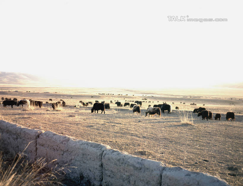无人,农场,栏杆,站,走,横图,室外,白天,正面,旅游,度假,畜牧业,牧场,草地,草原,草坪,美景,植物,牛,许多,阴影,枯萎,光线,影子,栅栏,荒野,景观,旷野,篱笆,热带,围栏,很多,注视,娱乐,护栏,草,阳光,自然,动物,观察,看,站着,享受,休闲,家畜,景色,放松,牲畜,观看,死亡,察看,关注,自然风光,原野,荒原,畜牧,牧业,枯败,步行,散步,站立,走路,彩图,全身,shrj1