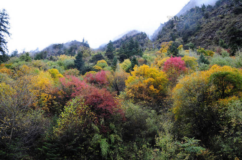 无人,横图,室外,白天,正面,旅游,度假,草地,草坪,美景,秋季,山,山脉,树林,植物,雾,叶子,中国,亚洲,朦胧,模糊,景观,山峰,山峦,娱乐,草,树,树木,树叶,黄色,红色,绿色,天空,自然,群山,天,享受,休闲,景色,放松,四川省,生长,成长,迷雾,自然风光,东亚,四川,阿坝,中华人民共和国,西南地区,阿坝藏族羌族自治州,阿坝州,川,理县,米亚罗,米亚罗风景区,叶,叶片,秋,秋天,彩图,shsgf1