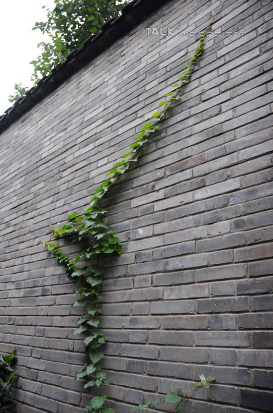 无人,竖图,室外,白天,仰视,旅游,度假,名胜古迹,植物,标志建筑,道路,地标,建筑,街道,路,公路,中国,亚洲,一排,许多,遗迹,整齐,房屋,墙,屋子,建筑群,交通,古迹,文化,文物,娱乐,建设,传统,古建筑,民居,墙壁,墙面,排列,绿色,天空,自然,天,享受,休闲,砖头,旅游胜地,放松,四川省,生长,成长,队列,古朴,古文明,东亚,藤蔓植物,四川,成都,成都市,中华人民共和国,省会,西南地区,民族文化,川,宽窄巷子,马路,攀爬,彩图,低角度拍摄,房子,shsgf1