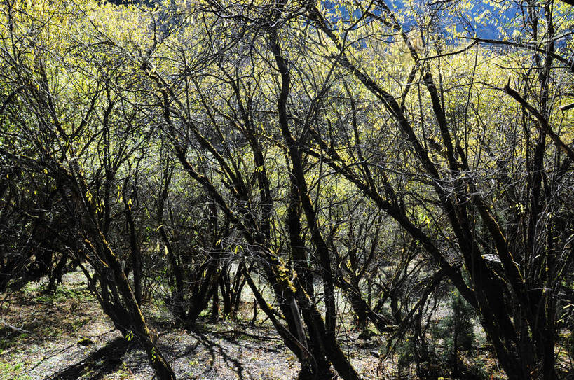 无人,横图,俯视,室外,白天,旅游,度假,草地,草坪,美景,山,树林,雪,雪山,植物,大雪,中国,亚洲,阴影,光线,影子,积雪,景观,山峰,雪景,冬天,山峦,娱乐,草,树,树木,绿色,阳光,自然,享受,休闲,景色,放松,四川省,生长,成长,自然风光,东亚,四川,阿坝,中华人民共和国,西南地区,阿坝藏族羌族自治州,阿坝州,长坪沟,川,四姑娘山,彩图,高角度拍摄,shsgf1