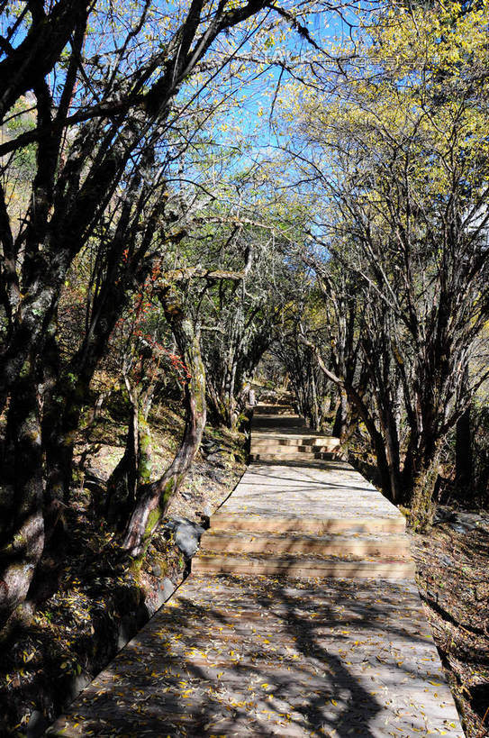 无人,竖图,室外,白天,正面,旅游,度假,草地,草坪,美景,山,树林,雪,雪山,植物,大雪,中国,亚洲,阴影,光线,木板,影子,阶梯,积雪,景观,山峰,雪景,冬天,山峦,娱乐,台阶,草,树,树木,蓝色,绿色,蓝天,天空,阳光,自然,天,享受,休闲,景色,放松,四川省,生长,成长,自然风光,东亚,四川,阿坝,中华人民共和国,西南地区,阿坝藏族羌族自治州,阿坝州,长坪沟,川,四姑娘山,彩图,shsgf1