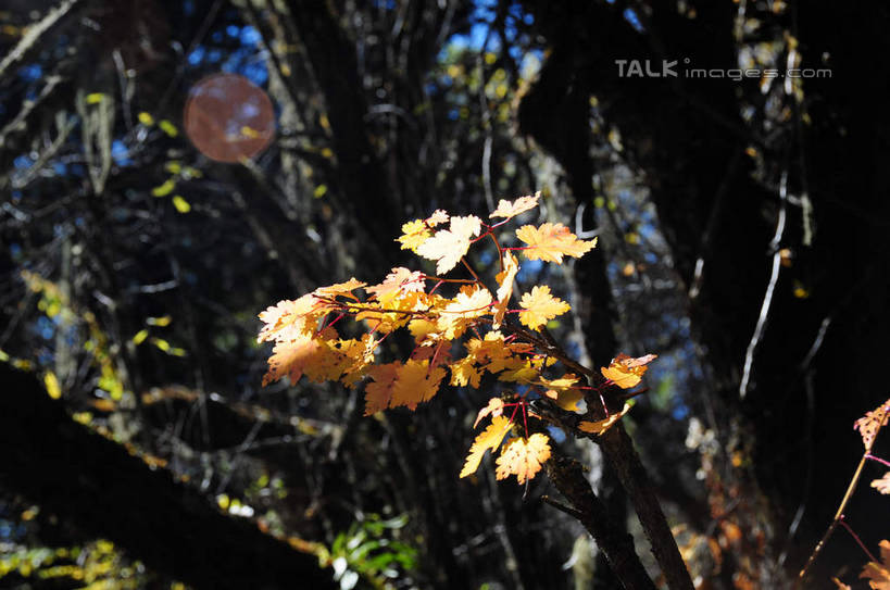 无人,横图,室外,白天,正面,旅游,度假,草地,草坪,美景,秋季,山,树林,雪,雪山,植物,大雪,叶子,中国,亚洲,阴影,光线,影子,积雪,景观,山峰,雪景,冬天,枯叶,落叶,山峦,娱乐,草,树,树干,树木,树枝,绿色,阳光,自然,享受,休闲,景色,放松,四川省,生长,成长,自然风光,东亚,四川,阿坝,中华人民共和国,西南地区,阿坝藏族羌族自治州,阿坝州,长坪沟,川,四姑娘山,叶,叶片,秋,秋天,彩图,shsgf1