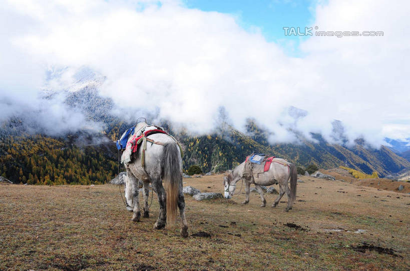 无人,站,吃,横图,室外,白天,正面,旅游,度假,草地,草坪,美景,山,树林,雪,雪山,植物,雾,大雪,马,中国,亚洲,枯萎,朦胧,模糊,积雪,景观,山峰,山坡,雪景,云,云朵,冬天,枯草,山峦,云彩,娱乐,马匹,草,树,树木,蓝色,绿色,白云,蓝天,天空,自然,动物,天,低头,站着,享受,休闲,景色,放松,四川省,生长,成长,迷雾,两匹,自然风光,东亚,四川,阿坝,中华人民共和国,西南地区,阿坝藏族羌族自治州,阿坝州,川,海子沟,四姑娘山,大雾,嚼,食,站立,彩图,shsgf1