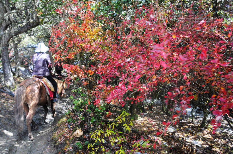 东方人,一个人,坐,走,横图,室外,白天,旅游,度假,草地,草坪,美景,山,树林,雪,雪山,植物,大雪,马,中国,亚洲,仅一个年轻女性,仅一个女性,仅一个人,骑马,积雪,景观,山峰,雪景,冬天,山峦,黄种人,娱乐,一匹,马匹,草,树,树木,背面,绿色,自然,动物,享受,休闲,景色,放松,四川省,生长,成长,自然风光,东亚,四川,阿坝,中华人民共和国,西南地区,阿坝藏族羌族自治州,阿坝州,川,海子沟,四姑娘山,年轻女性,女人,女性,亚洲人,走路,坐着,彩图,全身,shsgf1