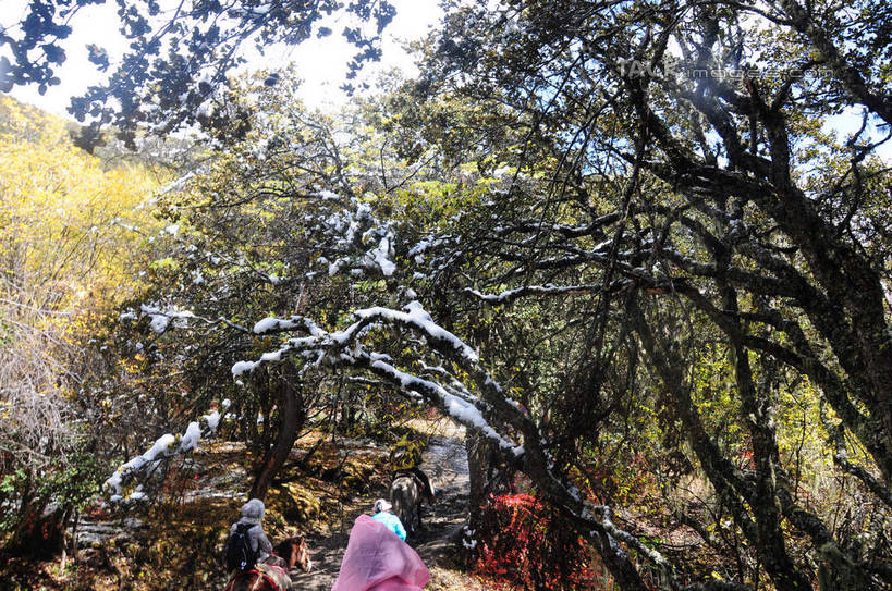 东方人,三个人,坐,走,横图,室外,白天,旅游,度假,草地,草坪,美景,山,树林,雪,雪山,植物,大雪,马,中国,亚洲,骑马,积雪,景观,山峰,雪景,冬天,山峦,黄种人,娱乐,马匹,草,树,树木,背面,绿色,自然,动物,享受,休闲,景色,放松,四川省,生长,成长,自然风光,三匹,东亚,四川,阿坝,中华人民共和国,西南地区,阿坝藏族羌族自治州,阿坝州,川,海子沟,四姑娘山,男人,男性,年轻男性,年轻女性,女人,女性,亚洲人,走路,坐着,半身,彩图,shsgf1