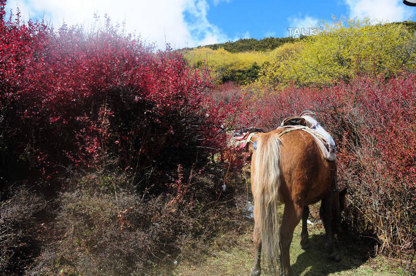无人,横图,室外,白天,旅游,度假,草地,草坪,美景,秋季,山,树林,雪,雪山,植物,大雪,马,中国,亚洲,骑马,阴影,光线,影子,积雪,景观,山峰,雪景,云,云朵,冬天,山峦,云彩,娱乐,一匹,马匹,草,树,树木,背面,黄色,红色,蓝色,绿色,白云,蓝天,天空,阳光,自然,动物,天,享受,休闲,景色,放松,四川省,生长,成长,自然风光,东亚,四川,阿坝,中华人民共和国,西南地区,阿坝藏族羌族自治州,阿坝州,川,海子沟,四姑娘山,秋,秋天,彩图,全身,shsgf1