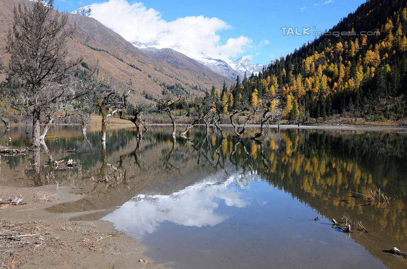 无人,横图,室外,白天,正面,旅游,度假,草地,草坪,湖,湖泊,美景,山,树林,水,雪,雪山,植物,大雪,中国,亚洲,阴影,反射,光线,影子,湖面,积雪,景观,山峰,水流,水面,雪景,云,云朵,冬天,山峦,云彩,娱乐,草,树,树干,树木,蓝色,绿色,白云,倒影,蓝天,天空,阳光,自然,湖水,天,享受,休闲,景色,放松,四川省,生长,成长,自然风光,东亚,四川,阿坝,中华人民共和国,西南地区,阿坝藏族羌族自治州,阿坝州,川,双桥沟,四姑娘山,彩图,shsgf1