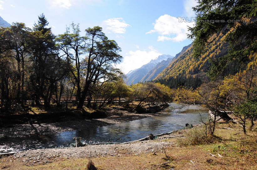 无人,横图,室外,白天,正面,旅游,度假,草地,草坪,河流,美景,山,树林,水,雪,雪山,植物,大雪,中国,亚洲,阴影,枯萎,光线,影子,河水,积雪,景观,山峰,水流,雪景,云,云朵,冬天,枯草,山峦,云彩,娱乐,草,树,树木,蓝色,绿色,白云,蓝天,天空,阳光,自然,天,享受,休闲,景色,放松,四川省,生长,成长,自然风光,东亚,四川,阿坝,中华人民共和国,西南地区,阿坝藏族羌族自治州,阿坝州,川,双桥沟,四姑娘山,彩图,shsgf1