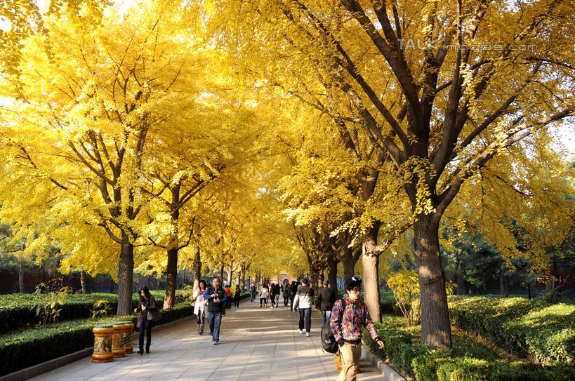 东方人,走,横图,室外,白天,正面,旅游,度假,草地,草坪,名胜古迹,秋季,植物,标志建筑,道路,地标,建筑,路,叶子,北京,中国,亚洲,行人,游客,游人,服装,遗迹,小路,枯叶,落叶,交通,首都,许多人,休闲装,黄种人,古迹,文物,娱乐,建设,古建筑,路人,旅客,草,树,树木,衣服,绿色,自然,一群人,享受,休闲,休闲服,旅游胜地,放松,服饰,生长,成长,古文明,东亚,雍和宫,中华人民共和国,东城区,北京市,京,北平,华北地区,过客,男人,男性,年轻男性,年轻女性,女人,女性,亚洲人,叶,叶片,秋,秋天,步行,散步,走路,半身,彩图,雍和宫大街,shsgf1