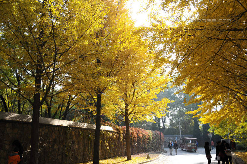 东方人,公园,栏杆,走,横图,室外,白天,正面,旅游,度假,草地,草坪,名胜古迹,秋季,树林,植物,标志建筑,道路,地标,建筑,路,叶子,北京,圆明园,中国,亚洲,行人,游客,游人,阴影,服装,遗迹,光线,影子,围栏,小路,常春藤,爬山虎,枯叶,落叶,草药,交通,首都,许多人,休闲装,黄种人,古迹,文物,娱乐,建设,古建筑,护栏,中药,路人,旅客,草,树,树木,衣服,绿色,天空,阳光,自然,天,一群人,享受,休闲,休闲服,旅游胜地,放松,服饰,生长,成长,药材,中草药,爬墙虎,古文明,东亚,海淀区,中药材,本草,地锦,趴山虎,巴山虎,中华人民共和国,北京市,京,北平,华北地区,过客,男人,男性,年轻男性,年轻女性,女人,女性,亚洲人,叶,叶片,秋,秋天,步行,散步,走路,彩图,全身,圆明园遗址,圆明园遗址公园,常青藤,shsgf1
