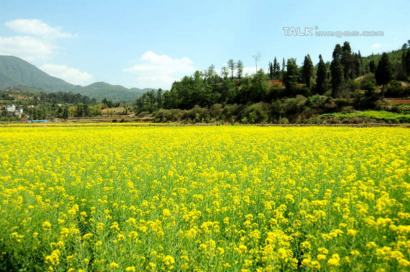 无人,农田,横图,室外,白天,正面,旅游,度假,庄稼,农作物,花海,花圃,美景,名胜古迹,山,山脉,植物,标志建筑,地标,建筑,叶子,昆明,中国,亚洲,阴影,遗迹,盛开,光线,影子,景观,山峰,云,云朵,山峦,花蕾,云彩,古迹,文物,娱乐,建设,古建筑,云南,花,花瓣,花朵,花卉,鲜花,树,树木,蓝色,绿色,白云,蓝天,天空,阳光,自然,花丛,花束,花田,群山,天,花苞,花蕊,油菜花,享受,休闲,旅游胜地,景色,放松,生长,晴朗,成长,自然风光,昆明市,古文明,东亚,云南省,中华人民共和国,省会,西南地区,滇,晴空,彩图,耕地,庄稼田,油菜花田,昆明古城,芸苔,芸薹,shsgf1