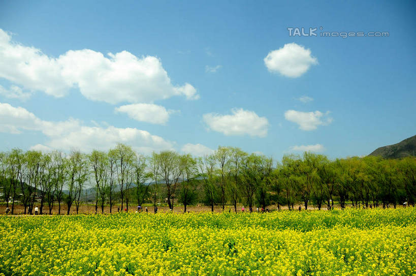 无人,农田,横图,室外,白天,正面,旅游,度假,庄稼,农作物,花海,花圃,美景,名胜古迹,山,山脉,植物,标志建筑,地标,建筑,叶子,昆明,中国,亚洲,阴影,遗迹,盛开,光线,影子,景观,山峰,云,云朵,山峦,花蕾,云彩,古迹,文物,娱乐,建设,古建筑,云南,花,花瓣,花朵,花卉,鲜花,树,树木,蓝色,绿色,白云,蓝天,天空,阳光,自然,花丛,花束,花田,群山,天,花苞,花蕊,油菜花,享受,休闲,旅游胜地,景色,放松,生长,晴朗,成长,自然风光,昆明市,古文明,东亚,云南省,中华人民共和国,省会,西南地区,滇,晴空,彩图,耕地,庄稼田,油菜花田,昆明古城,芸苔,芸薹,shsgf1