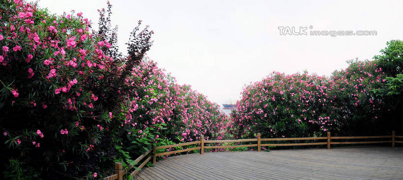 无人,公园,栏杆,横图,室外,白天,正面,旅游,度假,美景,植物,上海,中国,亚洲,盛开,栅栏,景观,篱笆,围栏,花蕾,娱乐,护栏,花,花瓣,花朵,鲜花,树,树木,绿色,天空,自然,天,花苞,花蕊,享受,休闲,景色,放松,生长,成长,申,自然风光,宝山区,东亚,上海市,炮台湾湿地森林公园,中华人民共和国,沪,华东地区,彩图,吴淞炮台湾湿地森林公园,shsgf1