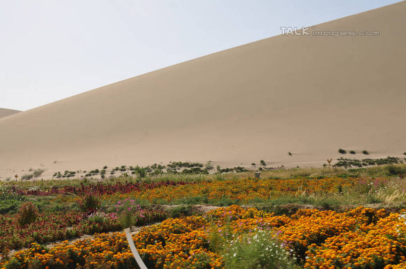 无人,横图,室外,白天,正面,旅游,度假,草地,草坪,花海,花圃,美景,沙漠,植物,叶子,敦煌,中国,亚洲,阴影,盛开,光线,沙子,影子,景观,沙丘,花蕾,娱乐,草,花,花瓣,花朵,花卉,鲜花,树,树木,蓝色,绿色,蓝天,天空,阳光,自然,花丛,花束,花田,天,花苞,花蕊,享受,休闲,景色,放松,生长,晴朗,成长,自然风光,东亚,甘肃,甘肃省,万里无云,中华人民共和国,西北地区,甘,酒泉,酒泉市,敦煌鸣沙山,大漠,砂漠,晴空,晴空万里,彩图,shsgf1